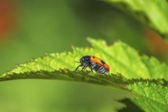 Macro of a ladybug crawling on a green leaf