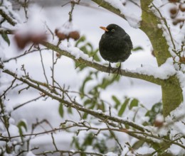 Closeup of a blackbird sitting in an apple tree