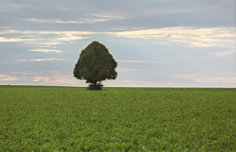 Lonely tree in field of sugar beets, Rhine-Hesse, Germany, Europe