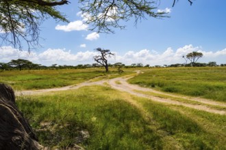 View of the trails and savannah of Samburu Park in central Kenya