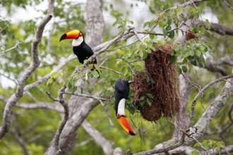 Close-up of two Toco Toucans plundering birds nest in a tree, one sitting, one hanging down,