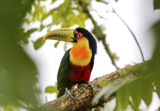 Close-up of a beautiful Red-breasted toucan perched on a tree branch, framed with green defocused