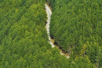 Road in the Coniferous Forest, Shumen, Bulgaria Shumen, Bulgaria, Europe
