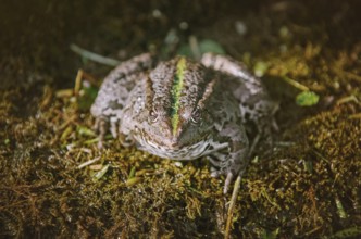 The Pool Frog Resting on the Bank of a Pond Aksakovo, Bulgaria, Europe