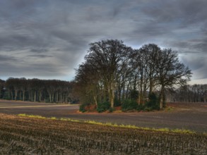 A bare grove on a wide harvested field under a cloudy sky, Reken, münsterland, germany
