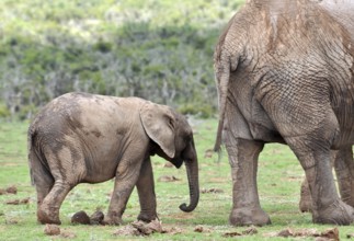 An African Elephant family in the Addo Elephant Park, South Africa, Africa