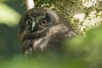 Tengmalm's owl young bird head portrait from the front looking diagonally left