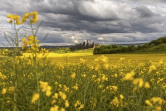 Devil's Wall near Thale in the Harz Mountains with a rape field in bloom
