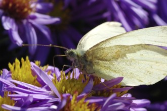 Cabbage white butterfly drinking nectar