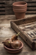 Shoots of tulips germinated in the spring tulips with agricultural accessories