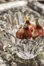Germinated and prepared for planting spring bulbs plants