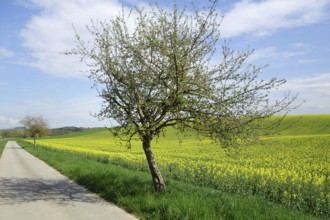Rape field