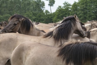 The Dülmen horses live wild near Dülmen, in the Merfelder Bruch nature reserve in North