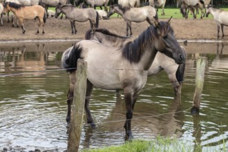 The Dülmen horses live wild near Dülmen, in the Merfelder Bruch nature reserve in North