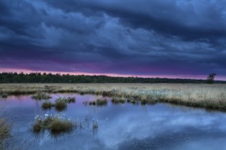 Sunset during storm over swamp, Fochteloerveen, Netherlands