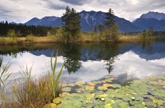 Wild water lily on Barmsee lake in Bavarian Alps