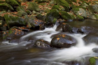 Wildbach, Torrent