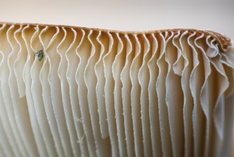 Insket on the underside of a fly agaric (Amanita muscaria, English: fly agaric, fly amanita),