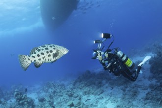 Diver photographing potato grouper, Epinephelus tukula, Cod Hole, Great Barrier Reef, Australia,