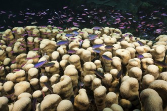 Whitley's bannerfish on the reef, Luzonichthys whitleyi, Osprey Reef, Coral Sea, Australia, Oceania