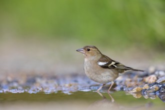 Chaffinch, (Fringilla coelebs), foraging, biotope, Wadi Darbat, Salalah, Greece, Oman, Europe