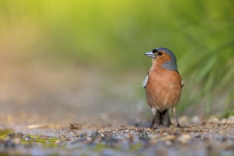 Chaffinch, (Fringilla coelebs), foraging, biotope, Wadi Darbat, Salalah, Greece, Oman, Europe