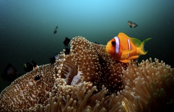 Red Sea Anemonefish, Amphiprion bicinctus, Djibouti, Djibouti, Africa, Afar Triangle, Gulf of Aden,