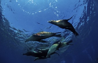 Group of California sea lions, Zalophus californianus, USA, California, Pacific Ocean, North