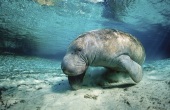 Round-tailed manatee, Trichechus manatus latirostris, USA, Florida, FL, Crystal River, North