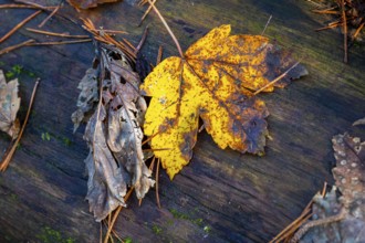 Autumn-coloured leaves lying on felled tree trunks in the forest, autumn forest,