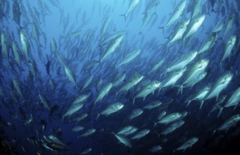 Bigeye trevally, Caranx sexfasciatus, Mexico, Lake Cortez, Lower California, La Paz, Central
