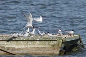Common Tern (Sterna hirundo)