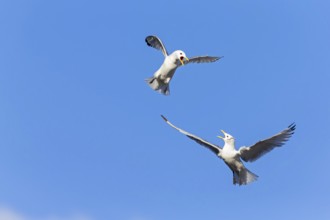 Kittiwake, (Rissa tridactyla), animals, birds, family of gulls, dispute between two gulls,