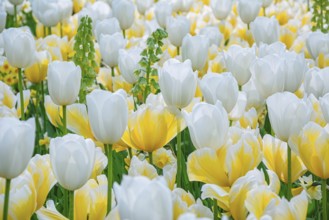 Flowerbed of tulips in the garden. Springtime in Netherlands Lisse, Netherlands