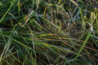 An artistic spider's web in nature decorated with dewdrops, Danube, Bogen, Lower Bavaria