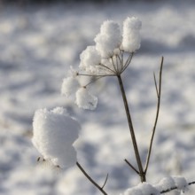Snow clinging to a dead Cow Parsley stem in winter