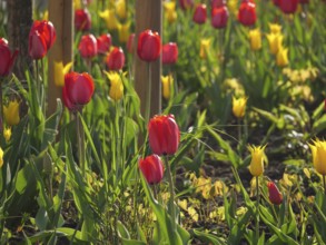 Vibrant red and yellow tulips in a sunny flower bed, weseke, münsterland, germany