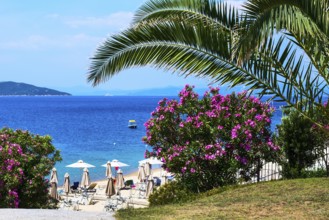 Palm, pink oleander flowers, beach with umbrellas and the blue sea, Halkidiki, Greece, Europe