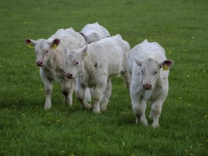 Three white calves running on a green meadow, weseke, münsterland, germany