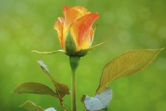Rose Flower over the Green Background Bulgaria