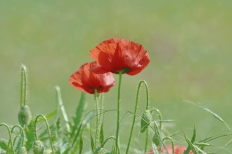 Red Poppy Flowers in the Green Grass Devna, Bulgaria, Europe