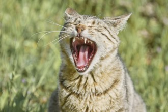 Yawning Stray Cat on the Green Grass Varna, Bulgaria, Europe
