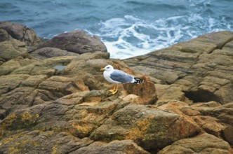 Seagull On The Rock In Front Of The Black Sea