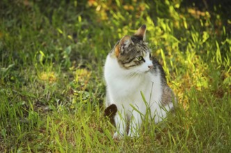 Stray Cat Sitting In The Green Grass