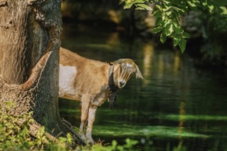 Goat standing on the bank of river near the tree Devnja, Bulgaria, Europe