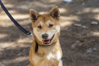 Closeup headshot of an inquisitive red Shiba Inu dog sitting outdoors on a sunny day. Japanese