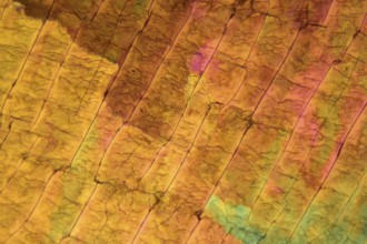 Sulfur crystals under the microscope with a magnification of 100 times and in polarized light