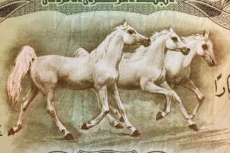 Arabian Horses on 25 Dinars 1978 Banknote from Iraq