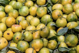Yellow ripe Sicilian cirtrus fruit sold at a local market