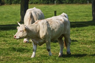 A white cow stands and grazes on a green meadow, Weseke, Münsterland, Germany, Europe
